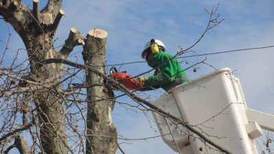 Retirar�n unos 250 arboles de la avenida Alem