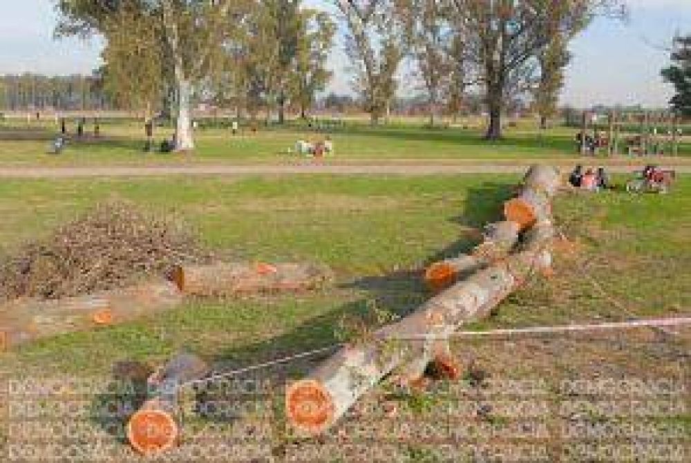 Frittay�n dijo que la tala de �rboles en el Parque Borchex fue por seguridad
