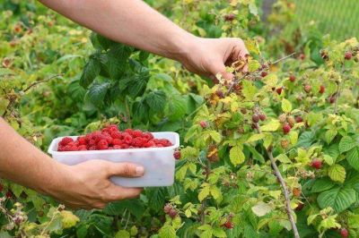 150 mil kilos de fruta fina en las c�maras de fr�o