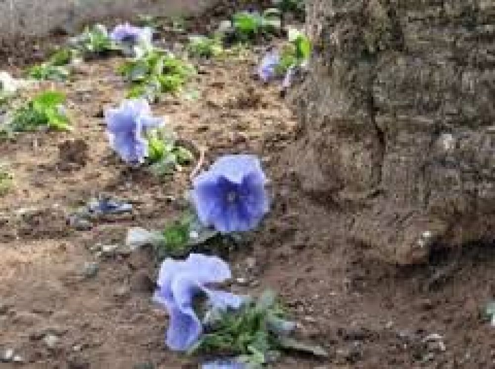 Se robaron plantines de una plaza en General Pico