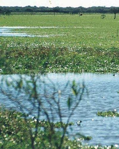 El gobierno realizar� un Inventario Nacional de Humedales