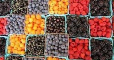 Preocupa a los productores de fruta fina de R�o Negro y Chubut la importaci�n desde Chile