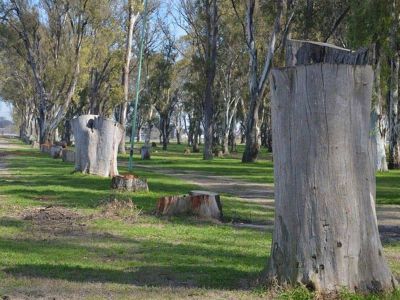Balestrasse explic� que se talaron 55 �rboles