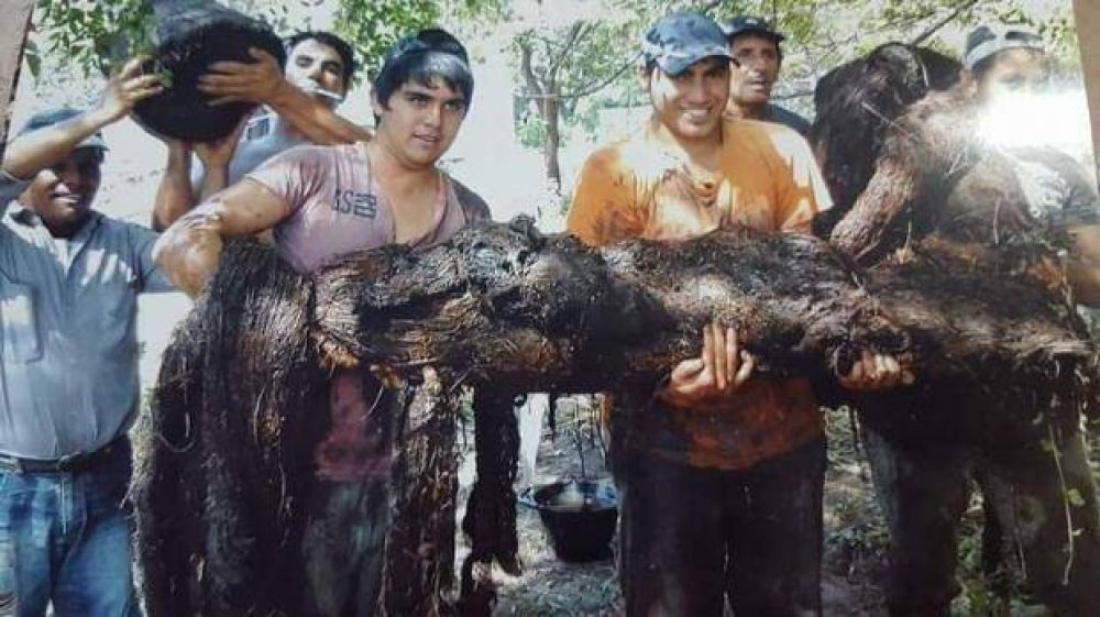 Ra�ces enormes en el acueducto