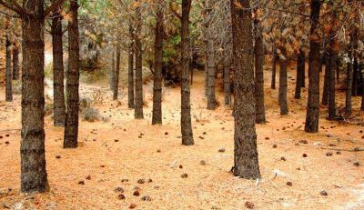 Analizan la diversidad en las forestaciones patag�nicas