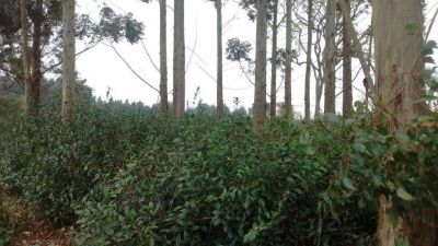 Productores abandonan teales por falta de rentabilidad