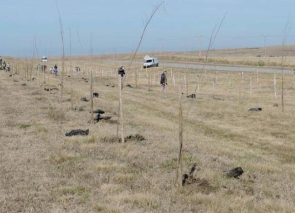 Comenz� la forestaci�n intensiva en rutas de la Cuenca del Morro