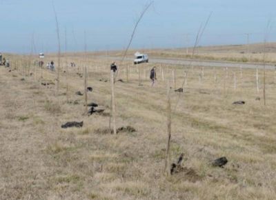Comenz� la forestaci�n intensiva en rutas de la Cuenca del Morro