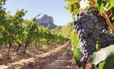 Cae el consumo de vino y golpea al la vitivinicultura riojana