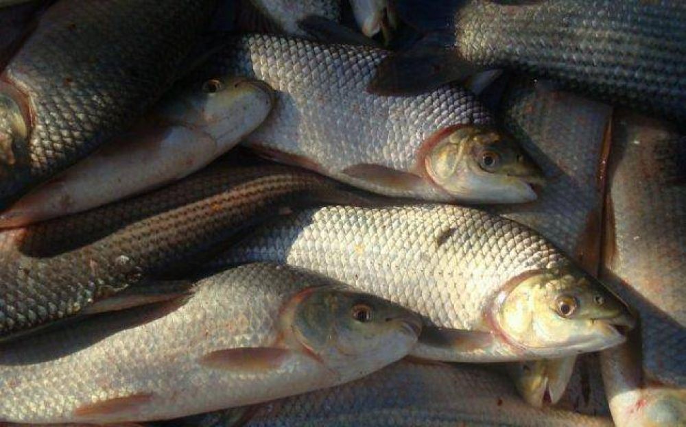Pesca: Santa Fe reclama a la Nacin manejar los cupos de exportacin