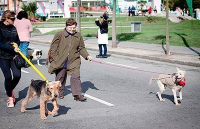 Buscan que Mar del Plata sea �ciudad amigable con las mascotas�