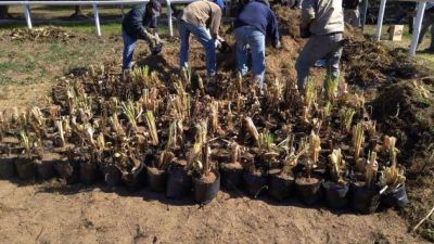 Producci�n de cortaderas: contin�an los trabajos a la vera del Dique Chico