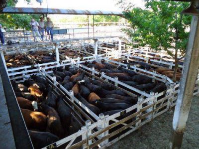 Reubicar�n el mercado de Liniers