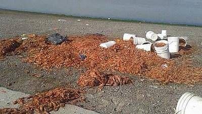 Buscan darle una soluci�n definitiva a los residuos pesqueros