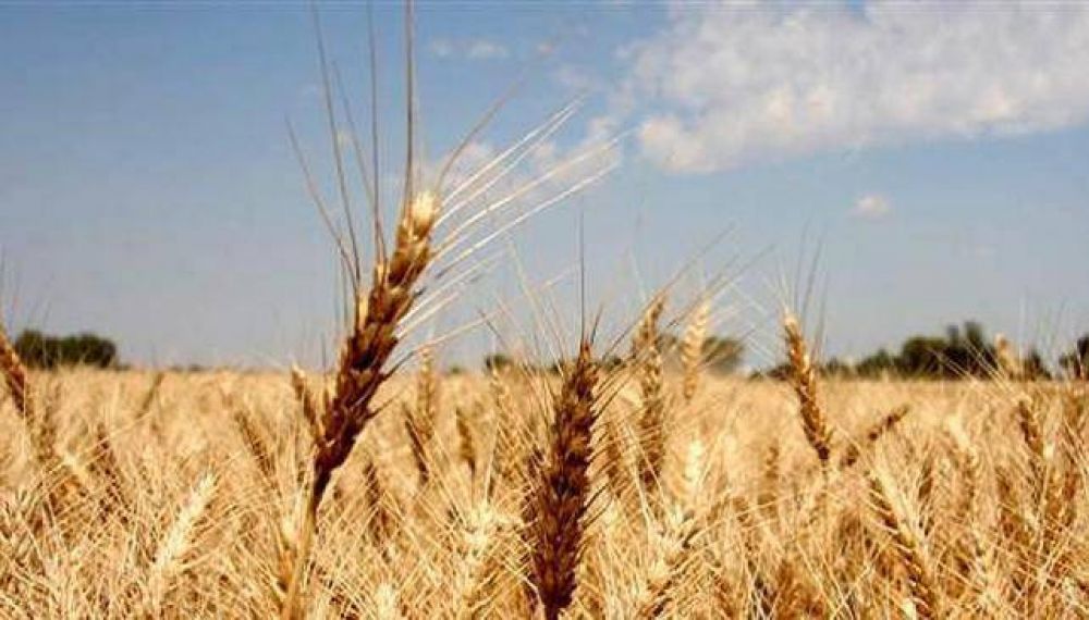 La siembra de trigo creci 23 por ciento en Crdoba