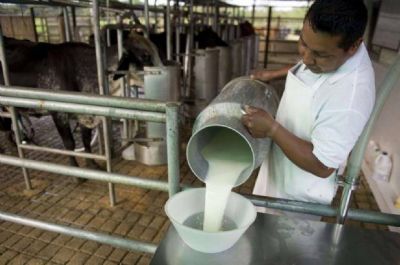 Se declaró emergencia para el sector lácteo salteño