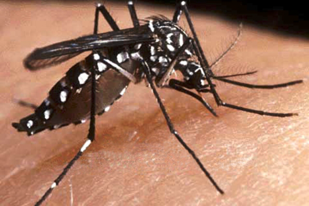 Provincia y municipios trabajan en el control del vector transmisor del dengue, chikungunya y zika