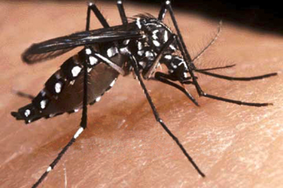 Provincia y municipios trabajan en el control del vector transmisor del dengue, chikungunya y zika