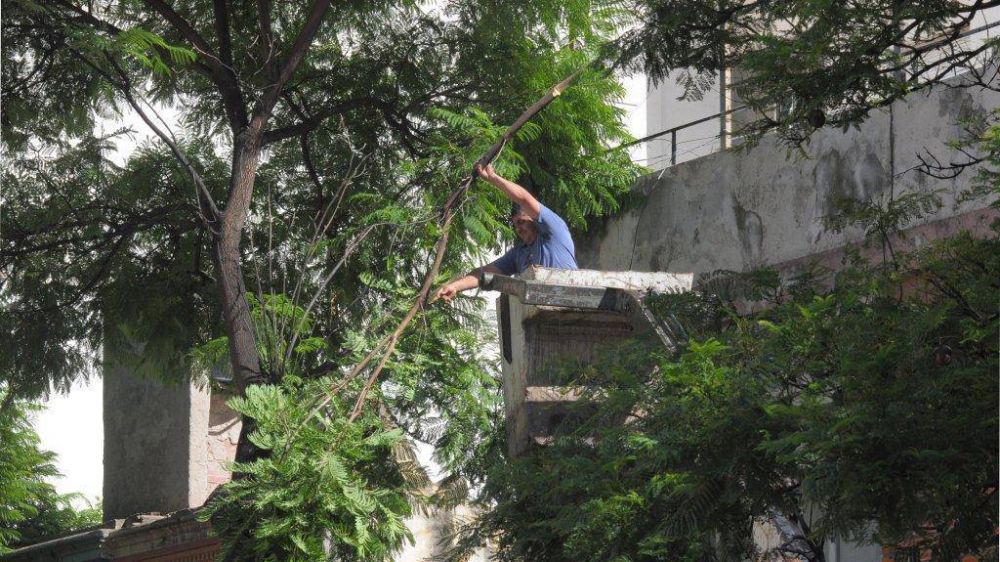 Contin�a el retiro de �rboles en mal estado o que comportan un riesgo