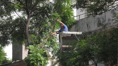 Contin�a el retiro de �rboles en mal estado o que comportan un riesgo