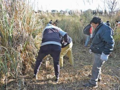 Contin�a la producci�n de cortaderas para la forestaci�n de la Cuenca del Morro