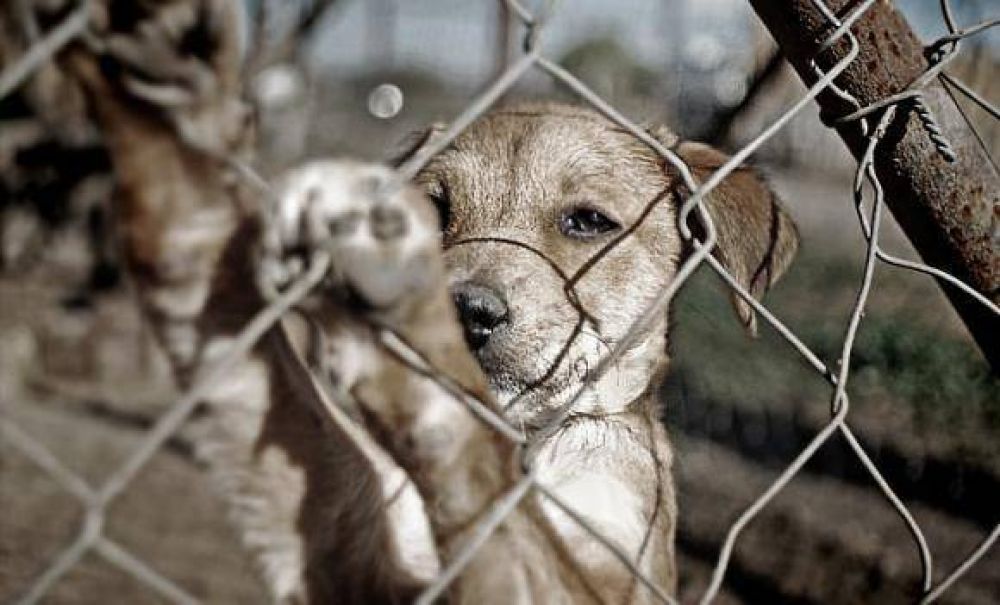 San Juan se suma a la marcha nacional contra el maltrato animal