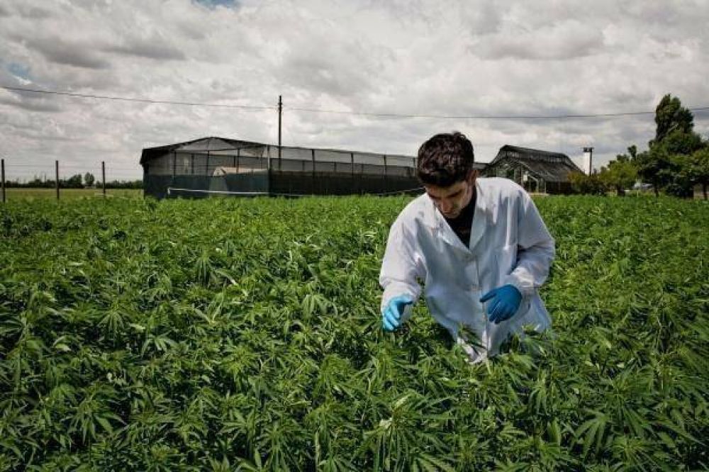 Cannabis medicinal: desde Cambiemos quieren legalizar su investigacin cientfica
