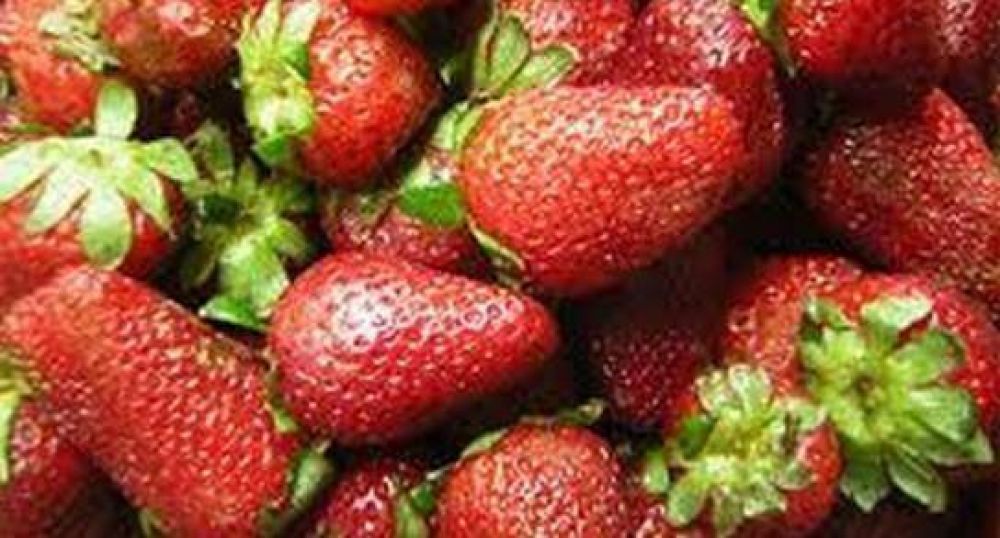 Lleg� la ayuda econ�mica a los productores frutilleros