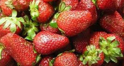 Lleg� la ayuda econ�mica a los productores frutilleros