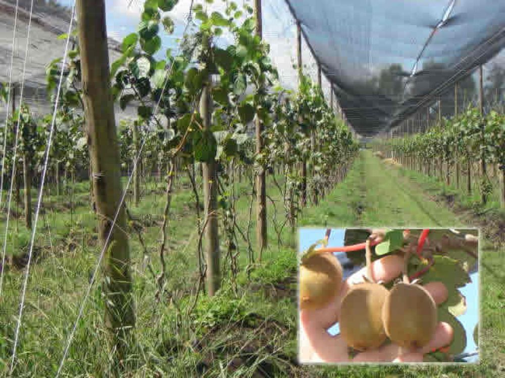 Macri visitar� la producci�n de kiwi que se encuentra en continuo crecimiento