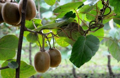 El 50% del kiwi que consume el pa�s se produce en Mar del Plata y Sierra de los Padres