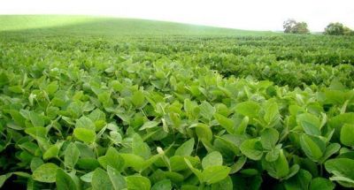 La soja se hundi� un 1,9% a u$s 368,64 tras informe de USDA