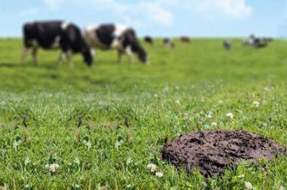 Biogs: el estircol de vaca alimenta una nueva planta de energa renovable