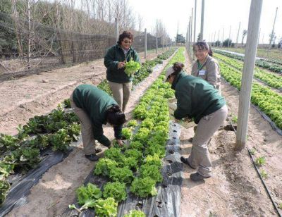 Cultivo de lechuga: una jornada para fomentar la producci�n hort�cola local