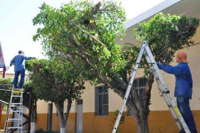 Agosto, �ltimo mes de la temporada de poda