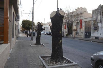 Espacios verdes: la poda mal hecha es lo que m�s preocupa en la ciudad