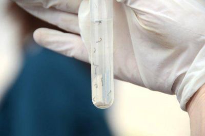 Entre R�os registr� 271 casos de dengue confirmados por laboratorio