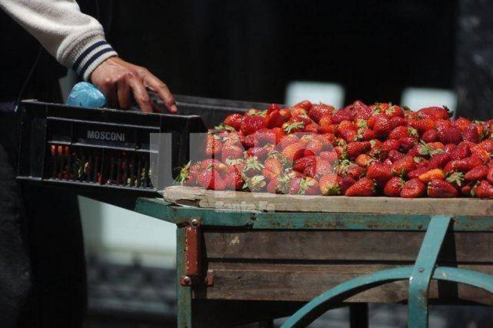 Frutillas: productores corondinos preocupados por la importacin
