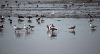 El municipio realizó conteo de aves acuáticas en la Reserva Costa Atlántica