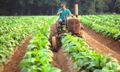 Este viernes pagar�n m�s de 30 millones a tabacaleros
