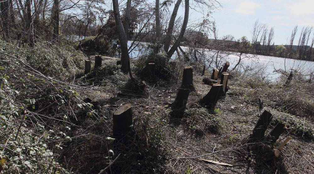 Investigan talas de �lamos en la costanera norte de Viedma