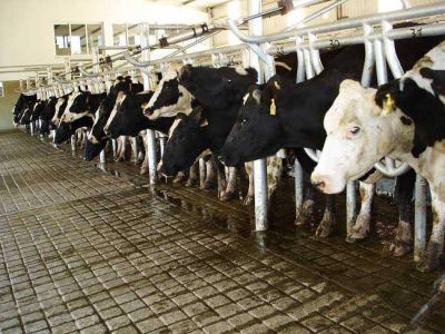 Seg�n especialistas de la UNL, este a�o cerraron 500 tambos en la provincia