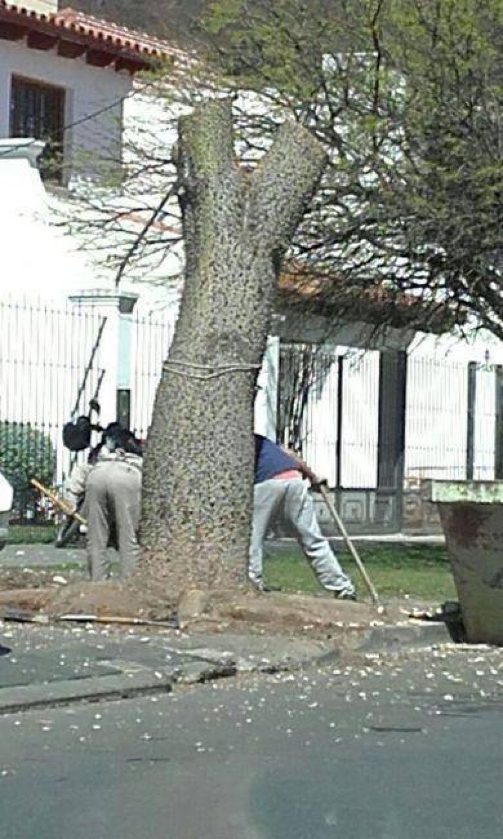 Destrozan �rboles los domingos para evitar sanciones municipales