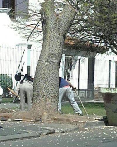 Destrozan �rboles los domingos para evitar sanciones municipales