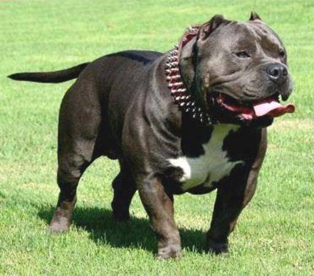 Cambi� una ley y habr� multas de $ 85 mil por mordeduras de perros en Chubut