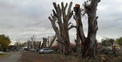 Quejas por poda y tala de �rboles