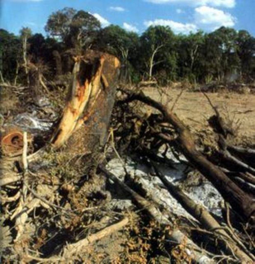 Deforestaci�n ilegal: el peor de los males para Salta