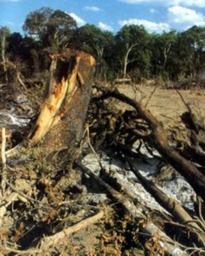 Deforestaci�n ilegal: el peor de los males para Salta