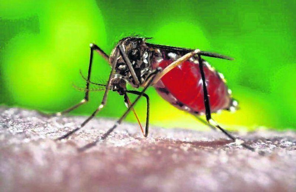 El Municipio refuerza acciones para prevenir la aparicin de mosquitos