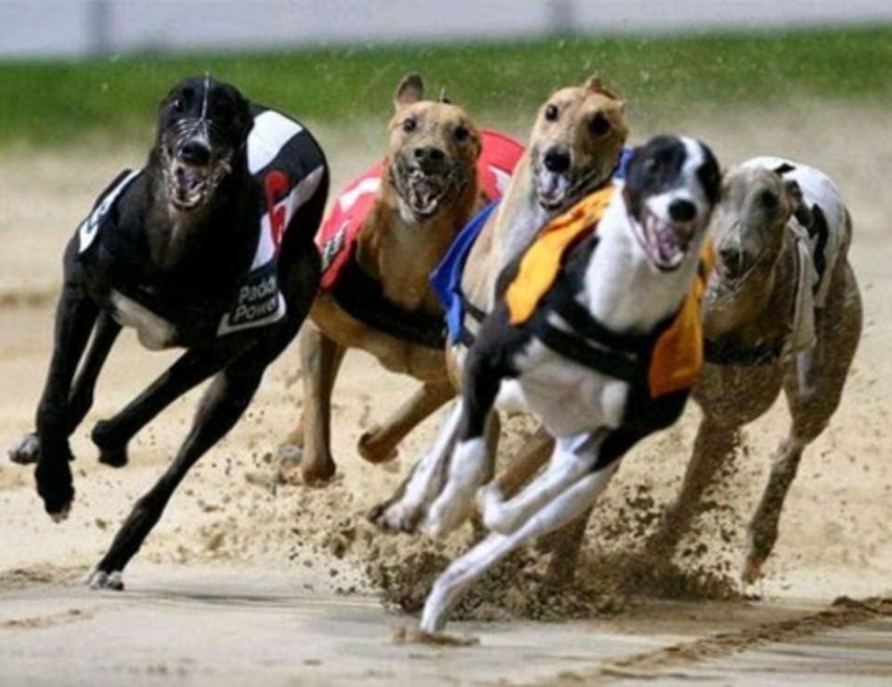 Legislatura: presentan proyecto para prohibir las carreras de perros